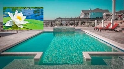 Tumbuhan Air untuk Filter Alami Kolam Renang